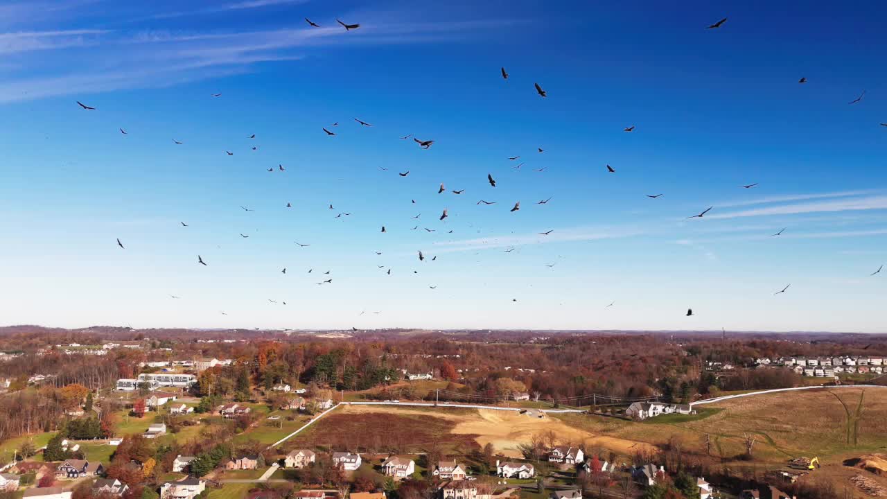 High-angle aerial view of turkey vultures flying in groups, creating mesmerizing patterns in the sky, slow motion