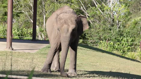 un elefante asiático caminando en su recinto