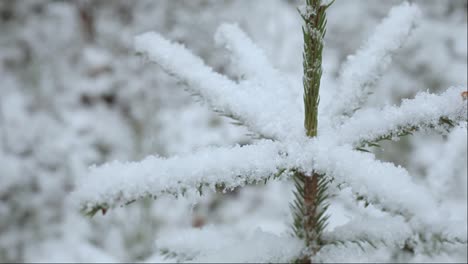 spruce branches beautifully snowed in the forest