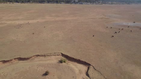 Epic-aerial-drone-view-of-desert-vast-dry-land-with-herd-of-cattle,-mountain-range-farm-reveal,-Turkey,-Ibradi,-Antalya-nature-adventure