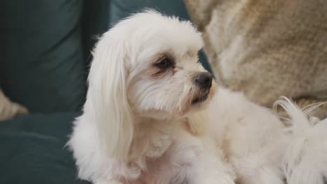 cerrar el perro de mascota blanco sentado en el sofá en la sala de estar mirando a su alrededor en cámara lenta