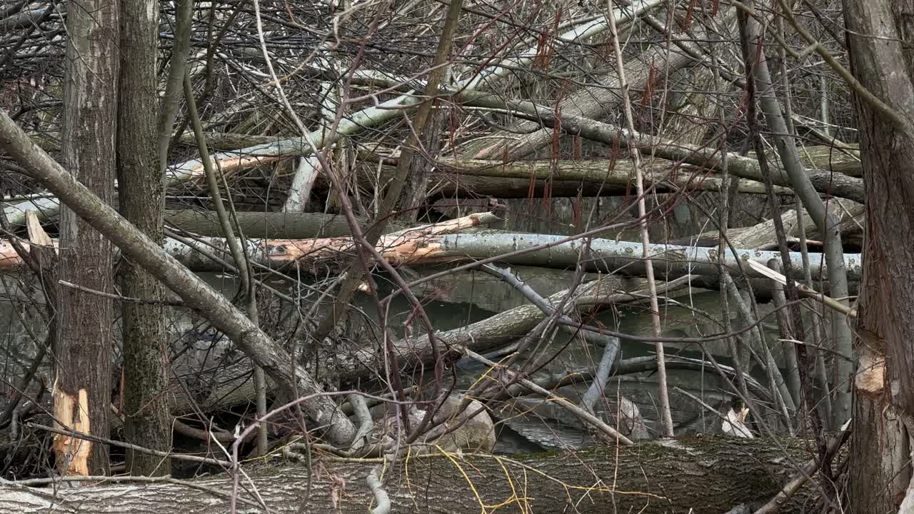Natural beaver build dam on river, Switzerland countryside forest nature