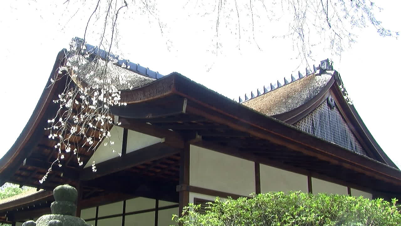 Camera jibs from low angle view of Japanese house up to branches of cherry tree covered in cherry blossoms