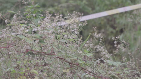 a cordon has been raised at the scene of a murder case