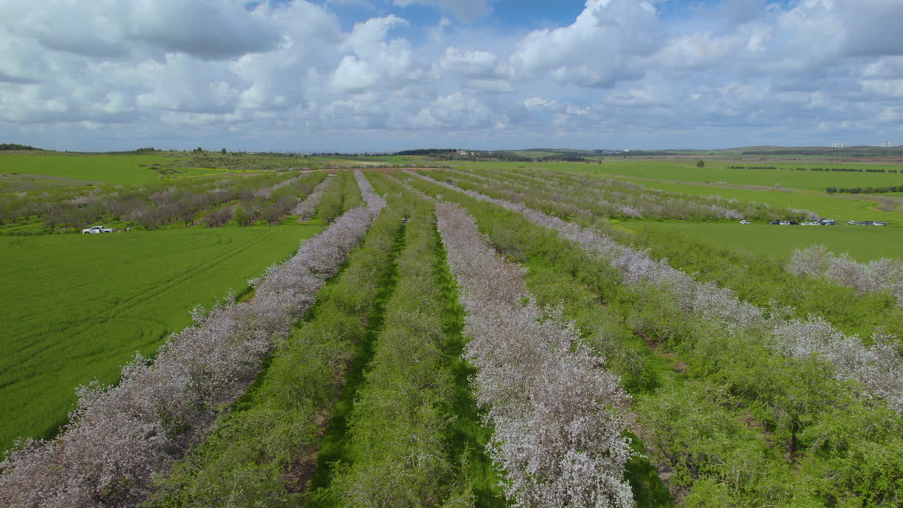 아몬드 나무 의 줄 의 불확실 한 꽃 을 피우는 것, 활기찬 색 을 가진 구름 인 봄 날 - 이스라엘