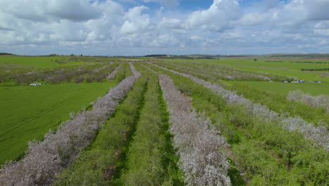 the imprecise blossoming of the rows of almond trees, a cloudy spring day with vibrant colors - israel