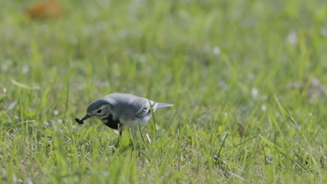 White-wagtail-searching-for-food-flies-in-the