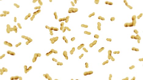 flying many peanuts on white background. raw peanuts. groundnuts in shells. healthy organic food. 3d loop animation of seed rotating.