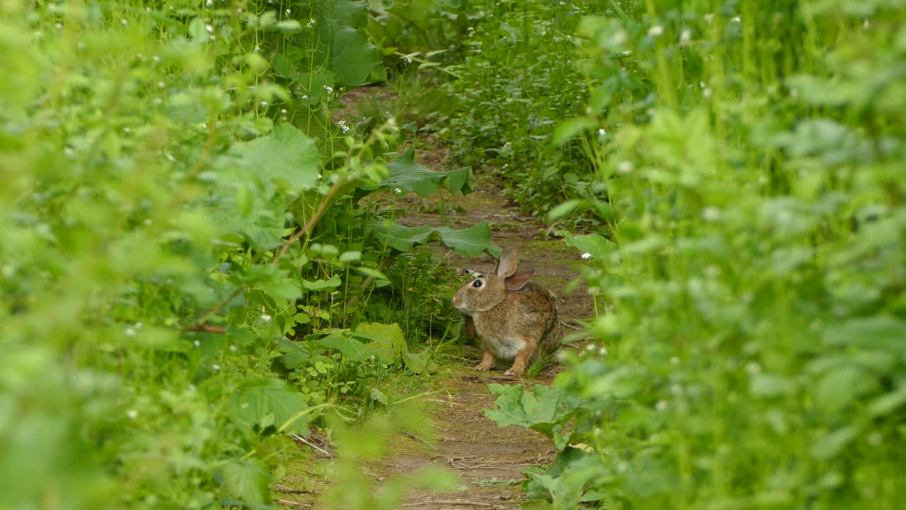 conejo sentado rascándose y saltando en un sendero entre la hierba en un día nublado de primavera