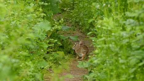 conejo sentado rascándose y saltando en un sendero entre la hierba en un día nublado de primavera