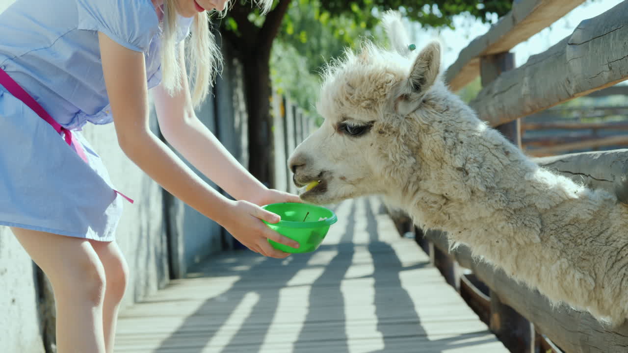 소녀는 농장에서 멋진 램프를 먹이고 있습니다. 라마는 울타리 슬롯 4k 비디오에 긴 목을 내뿜습니다.