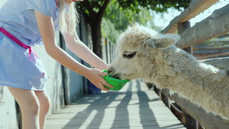 the girl is feeding a cool lamp on the farm lama puffs a long neck into the fence slot 4k video