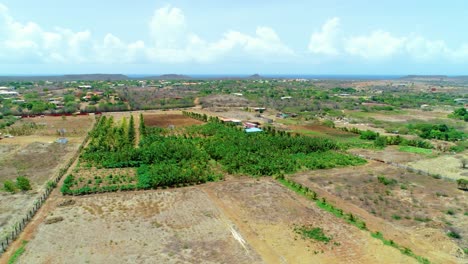 Vista-Aérea-De-4k-De-Una-Pequeña-Plantación-De-Palmeras-Tropicales-En-El-Caribe