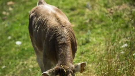 pedraforca cows 04