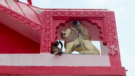 leaf-monkeys-sitting-at-holy-goddess-tiger-statue-at-temple-entrance-gate