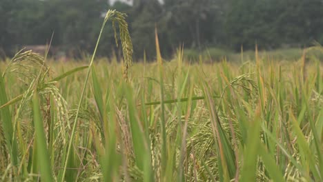 El-Arroz-Es-El-Alimento-Básico-En-Muchos-Países-Asiáticos