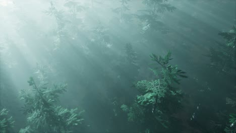 aerial sunrays in forest with fog