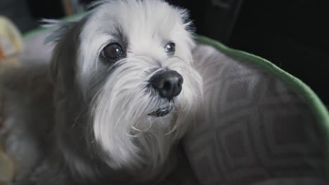 Cute-maltese-dog-face-in-his-bed,-curious-look-blinking