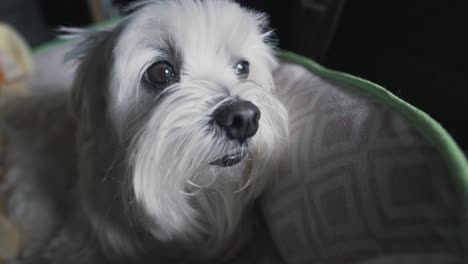 cute maltese dog face in his bed, curious look blinking