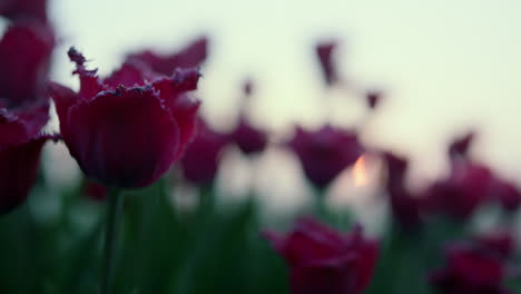 foto macro del capullo del tulipán. primer plano de una hermosa flor púrpura en el fondo del atardecer