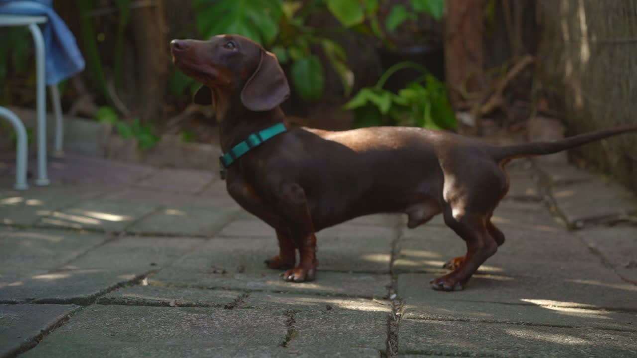 Sausage dog  learning to spin