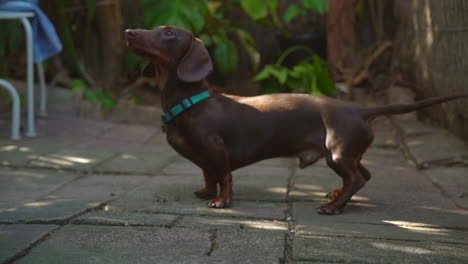 perro salchicha aprendiendo a girar