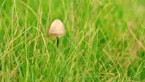 beautiful slow motion shots of mushroom hit by the wind in grassy land