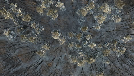 Aerial-Shot-Of-Coniferous-Forest-During-Winter,-Majestic-Evergreen-Trees-Covered-In-Snow