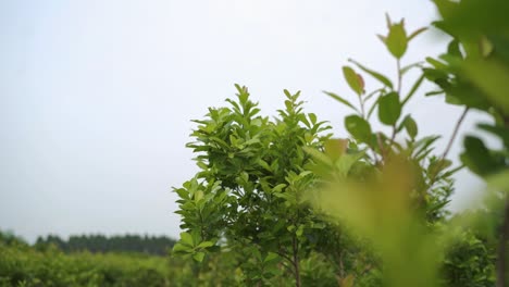 Zeitlupe,-Klimawandel,-Yerba-Mate-Baumblätter