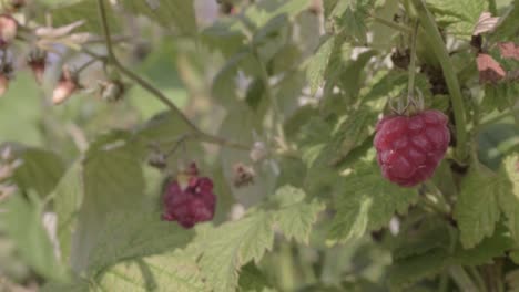 raspberry bush with ripe fruit