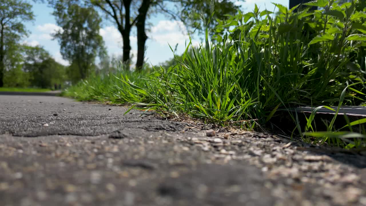 Green Grass Growing Along Paved Path on a Sunny Day