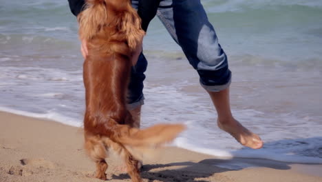 handheld shot: the owner a cute pet dog calling it and caressing it, while standing barefoot on the sand of a beach