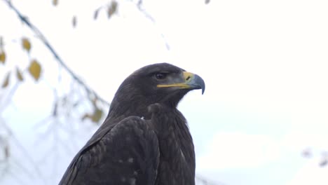 águila-Mira-A-Su-Alrededor,-Cierra-En-Cámara-Lenta