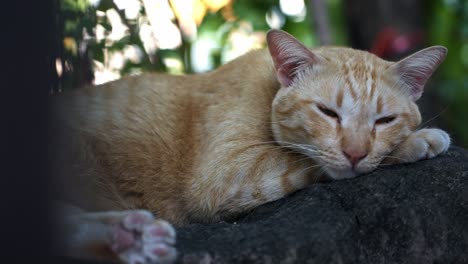 toma en cámara lenta de un gato despertando de dormir en una pared en bangkok, tailandia