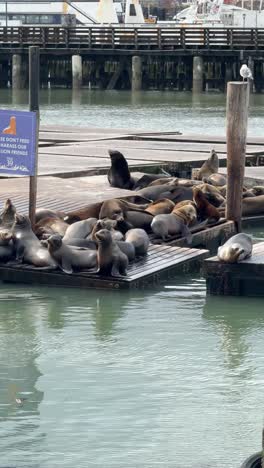 sea lions are active and sunning on a lopsided dock in san francisco california marina static shot