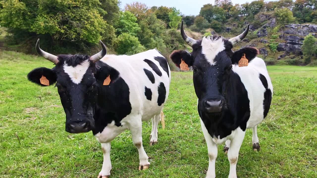 Close-up view when two cows resting in a grassy countryside green field, France.