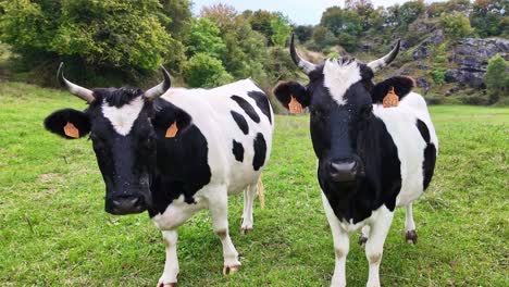 close-up view when two cows resting in a grassy countryside green field, france.