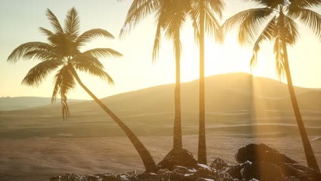 Palmeras-En-El-Desierto-Al-Atardecer