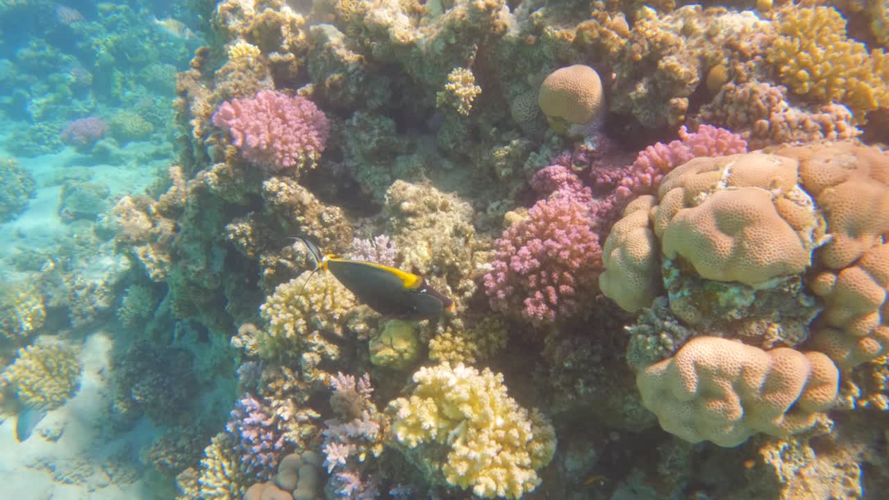 Pesce unicorno Orangespine (Naso elegans) nuota in una barriera corallina, al rallentatore