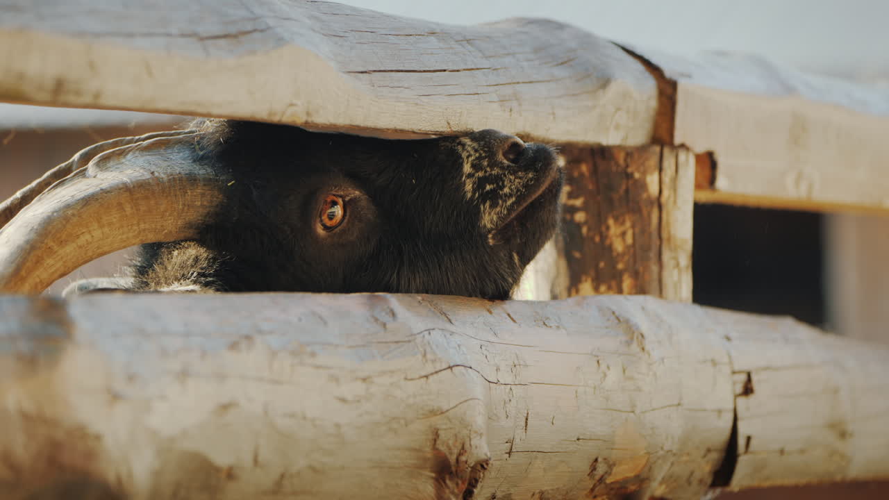 el niño le da una golosina a una cabra negra que asoma la cabeza por la grieta de la cerca de la granja