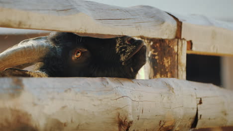 the child gives a treat to a cool black goat who sticks his head through the crack of the fence farm