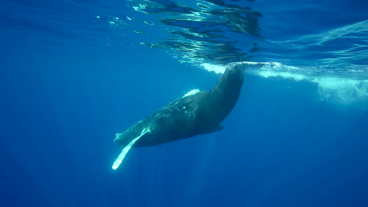 Young humpback whale playing in clear water around the island of Tahiti, south Pacific, French Polynesia. Shot above and below surface. Splashing water with the fluke. Slow motion.