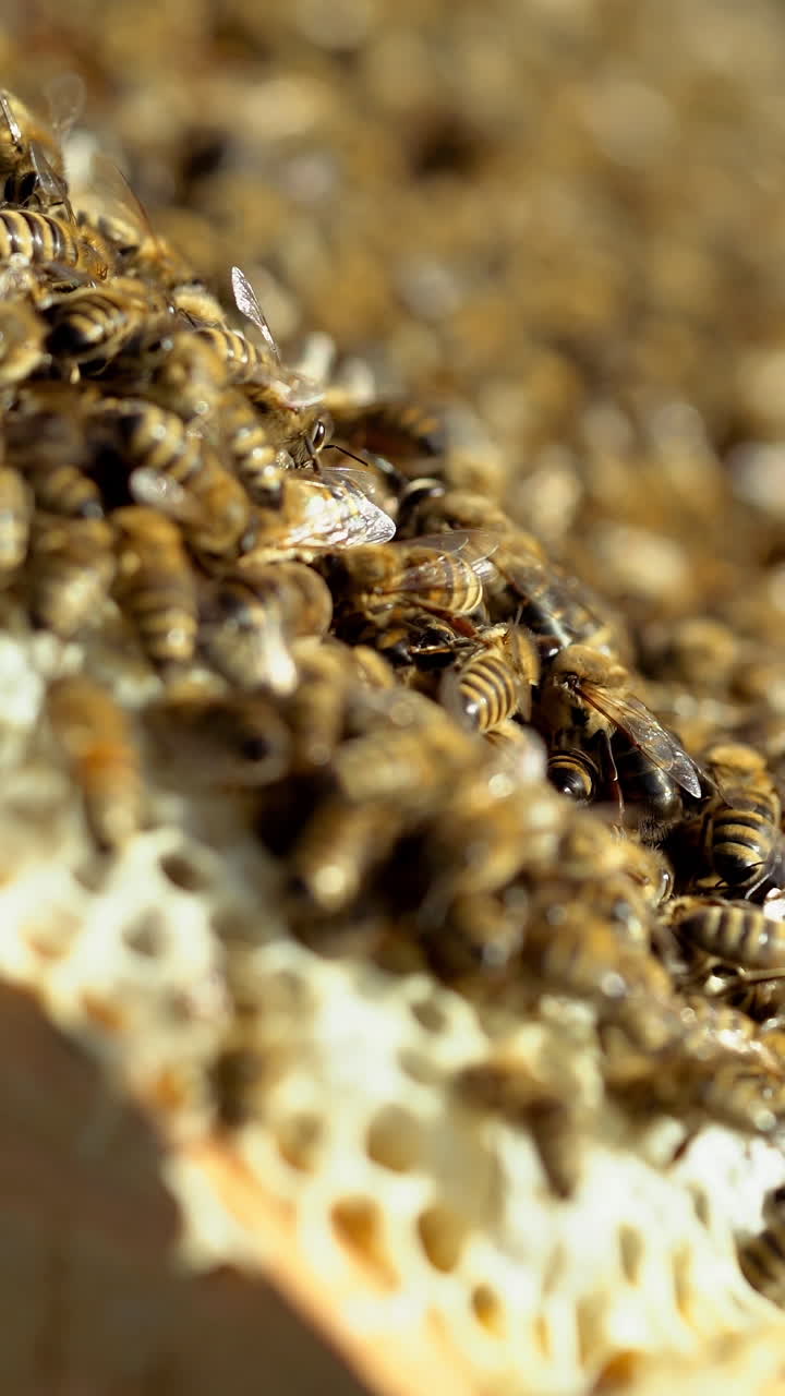 Bees convert nectar into honey. Working bees on honeycomb. Close-up. Vertical video