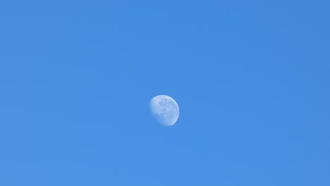 waning gibbous moon still visible in morning sky - canterbury, new zealand