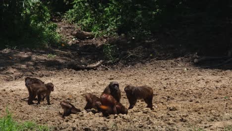 Vistos-Juntos-Cavando-En-Busca-De-Minerales-Para-Complementar-Su-Dieta,-Macaco-De-Cola-Muñón-Macaca-Arctoides,-Tailandia