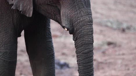 closeup of elephant calf's trunk while feeding