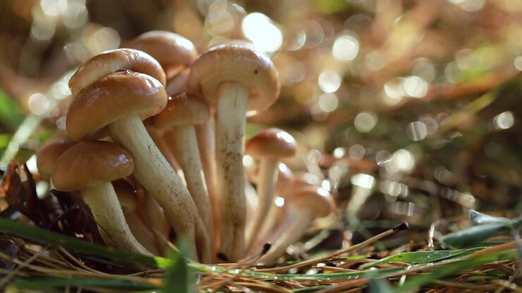 Armillaria Mushrooms of honey agaric In a Sunny forest