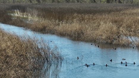 Blässhühner-Und-Stockenten-Schwimmen-Und-Suchen-Am-Grassee-Im-Bell-Slough-SWMA-In-Arkansas,-USA