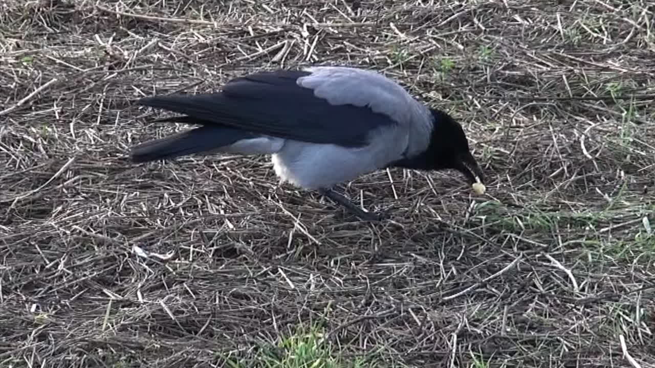 검은색과 회색의 까마귀가 템플호프 공항에서 잔디에 물건을 먹고 있습니다 베를린 neukölln 독일 hd 30fps 5sec 플루그하펜 자연 새 풀 12 월