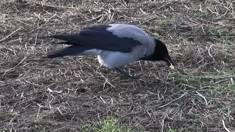 Schwarze-Und-Graue-Krähe,-Die-Sachen-Auf-Dem-Gras-Im-Flughafen-Tempelhof-Berlin-Neukölln-Deutschland-Frisst-HD-30-Fps-5-Sek.-Flughafen-Natur-Vogel-Gras-Dezember